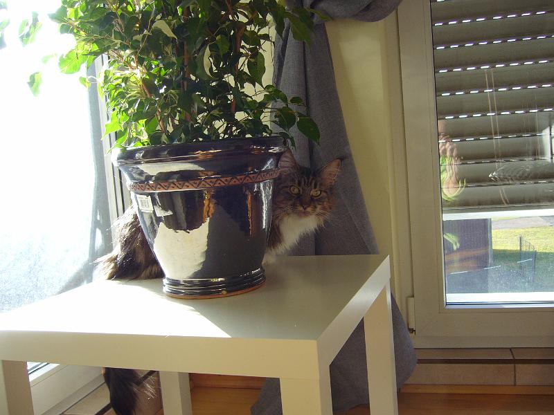 Luxi Jolie ja kukka tammi-helmikuu -08 025.jpg